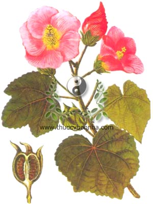 木芙蓉, phù dung, mộc liên, địa phù dung, Hibiscus mutabilis L., Hibiscus sinensis Mill, họ Bông, Malvaceae