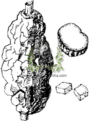 phục linh, 茯苓, bạch phục linh, phục thần, Poria cocos Wolf., Pachyma hoelen Rumph, họ Nấm lỗ, Polyporaceae