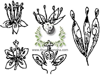 phượng nhỡn thảo, 臭椿, Faux vernis du Japon, Ailante, Ailantus glandulosa Desf, họ Thanh thất, Simarubaceae