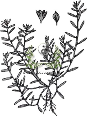rau đắng, 萹蓄, biển súc, cây càng tôm, cây xương cá, Polygonum aviculare L., họ Rau răm, polygonaceae