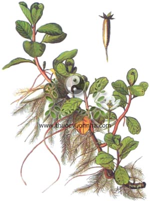 rau dừa nước, 過塘蛇, 过塘蛇, thủy long, du long thái, Jussiaea repens L., Cubospermum palustre Lour., họ Rau dừa nước, Oenotheraceae, Onagraceae