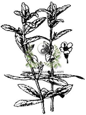 rau om, 水芙蓉, ngổ om, mò om, ngổ, ma am, phắp hom pôm, Limnophila aromatica (Lamk.) Merr., họ hoa mõm chó, Scrophulariaceae