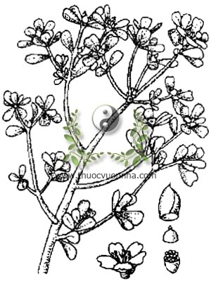 rau sam, 馬齒莧, 马齿苋, mã xỉ hiện, pourpier, Portulaca oleracea L., họ Rau sam, Portulacaceae