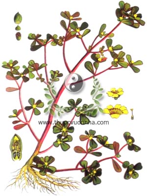 rau sam, 馬齒莧, 马齿苋, mã xỉ hiện, pourpier, Portulaca oleracea L., họ Rau sam, Portulacaceae