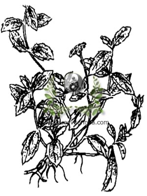 sài đất, 蟛蜞菊, húng trám, ngổ núi, cúc nháp, cúc giáp, hoa múc, Wedelia calendulacea (L.) Less (Verbesina calendulacea L.), họ Cúc Asteraceae, Compositae