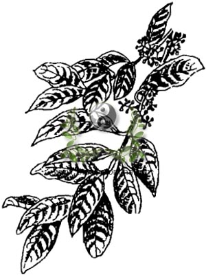 sắn thuyền, 多花蒲桃, sắn sàm thuyền, Syzygium resinosum (Gagnep) Merr. et Perry (Eugenia resinosa), họ Sim, Myrtaceae