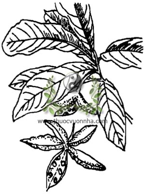 sảng, 假蘋婆, 假苹婆, cây sảng, sảng lá kiếm, quả thang, Sterculia lanceolata Cavan, họ Trôm, Sterculiaceae