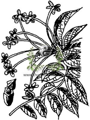 sử quân tử, 使君子, cây quả giun, quả nấc, sứ quân tử, Quisqualis indica L., họ Bàng, Combretaceae