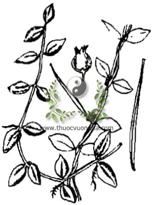 tai chuột, 眼樹蓮, 眼树莲, cây hạt bí, qua tử kim, Dischidia acuminata Cost., họ Thiên lý, Asclepiadaceae