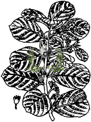 táo rừng, mận rừng, bút mèo, vang trầm, Rhamnus crenatus Sieb, Zucc. var. cambodianus Tard, họ Táo ta, Rhamnaceae