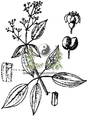 thiến thảo, 茜草, tây thảo, mao sáng, thiên căn, thiến căn, Rubia cordifolia L., họ Cà phê, Rubiacae