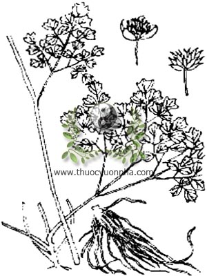 thổ hoàng liên, 馬尾黃連, 马尾黄连, Thalictrum foliolosum D.C., họ Mao lương, Ranunculaceae