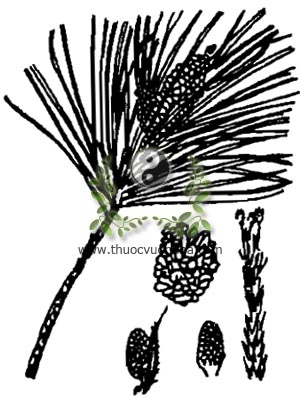 thông đuôi ngựa, tùng hương, 松香, tùng chi, tùng cao, tùng giao, Resina Pini - Colophonium, họ Thông, Pinaceae