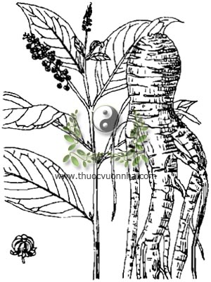thương lục, 商陸, 商陆, trưởng bất lão, kim thất nương, Phytolacca esculenta Van Hout, họ Thương lục, Phytolaccaceae