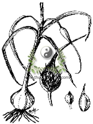 tỏi, tỏi ta, 大蒜, Allium sativum L., họ Hành tỏi, Liliaceae