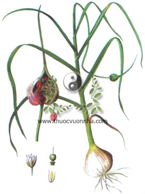 tỏi, tỏi ta, 大蒜, Allium sativum L., họ Hành tỏi, Liliaceae