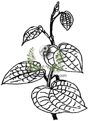 trầu không, 蒟醬, 蒟酱, trầu, thược tương, mô-lu, hruè êhang, Piper betle L., Piper siriboa L., họ Hồ tiêu, Piperaceae