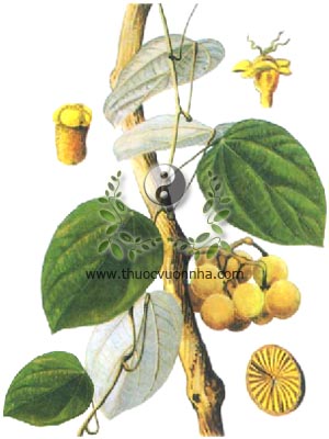 vàng đằng, dây đằng giang, hoàng đằng, hoàng đằng lá trắng, dây khai, vàng đắng, Coscinium usitatum Pierre, họ Tiết dê, Menispermaceae