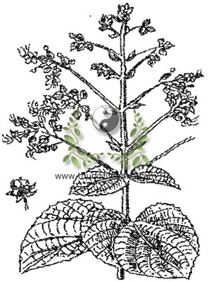 xích đồng nam, Clerodendron infortunatum