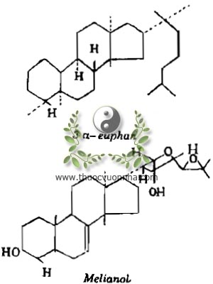 3α- euphan, Melianoe